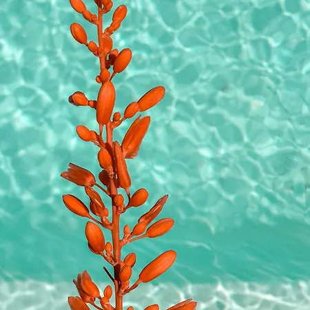 Petit Paradis Mazet *