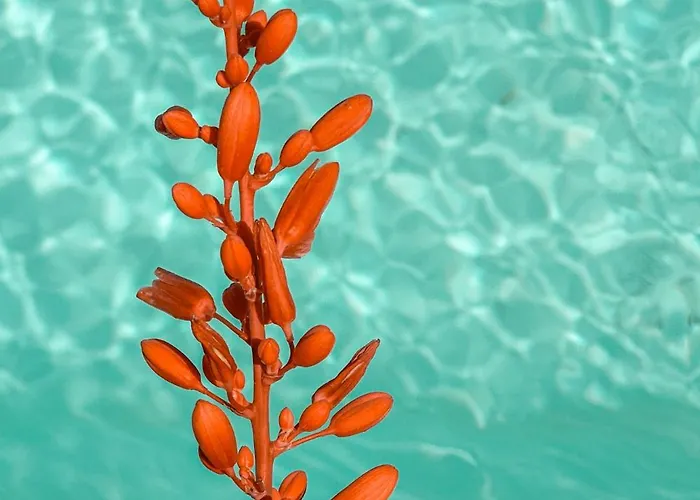 Petit Paradis Mazet *